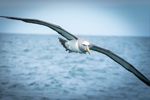 https://www.natsens.de/wp-content/uploads/2023/03/albatross-2.jpg